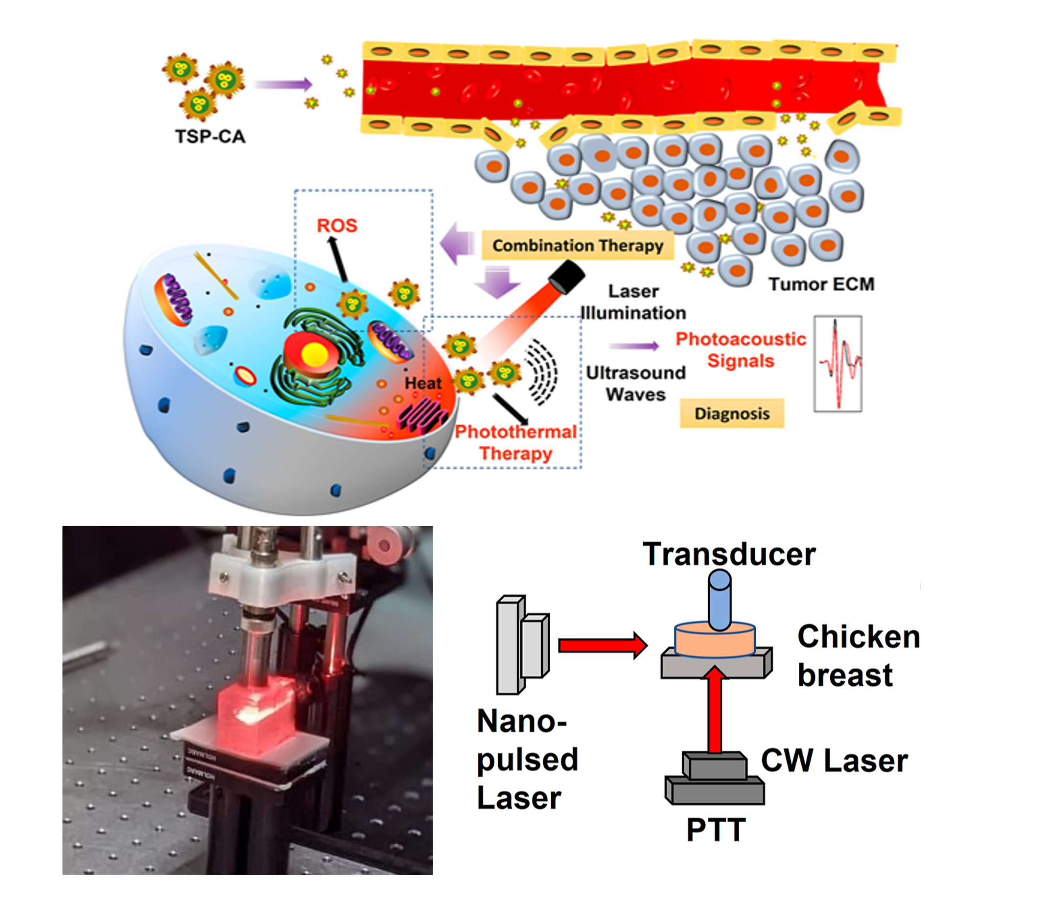 Placeholder image for gold-coppersulphide nanoparticles for photo-theranostic applications